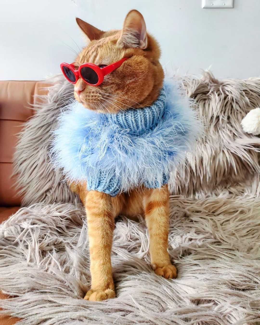 Dog clothes