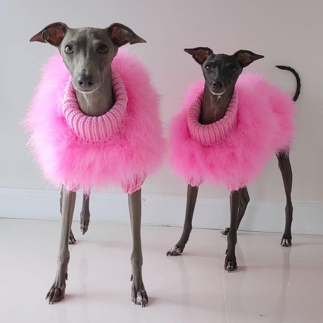 Dog clothes