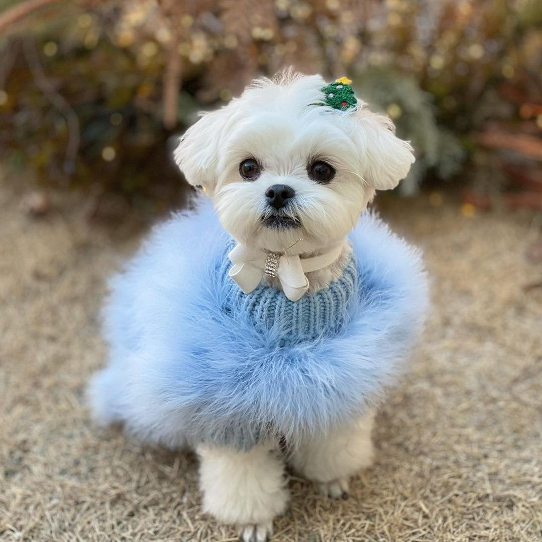 Dog clothes