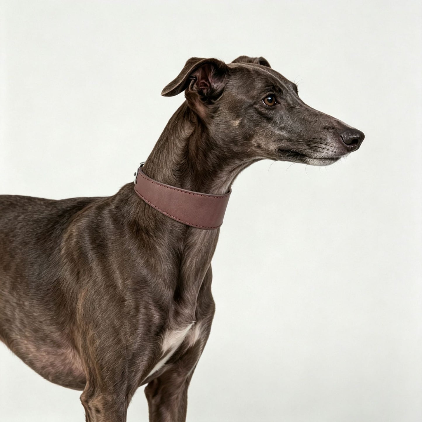 Leather Dog Collar